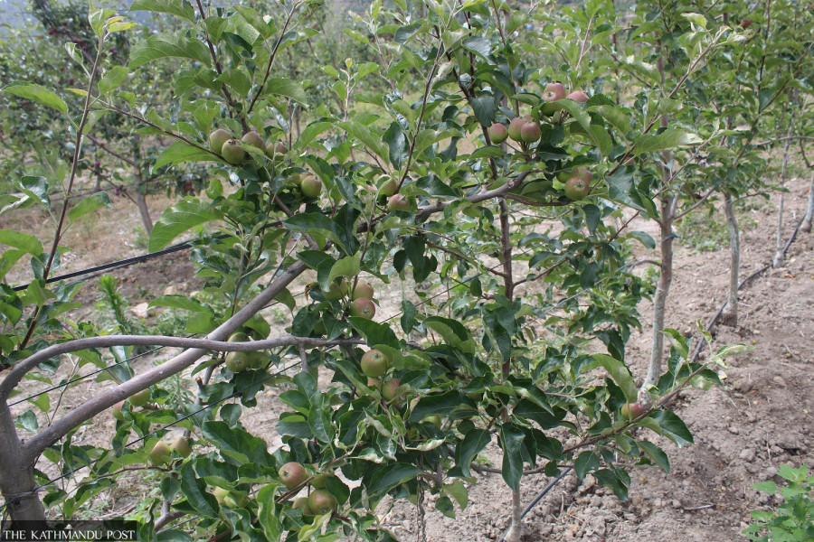 Farmers rushing harvest before rain cuts off road