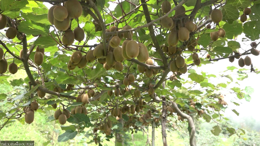 Kiwi farmers worried as prices plunge
