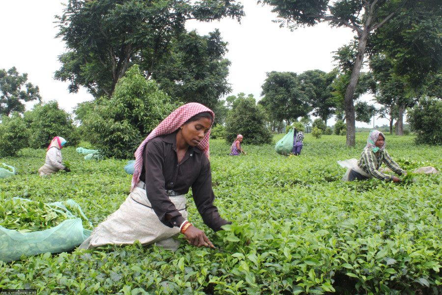 Demand for Nepali tea rises to fill India's output gap