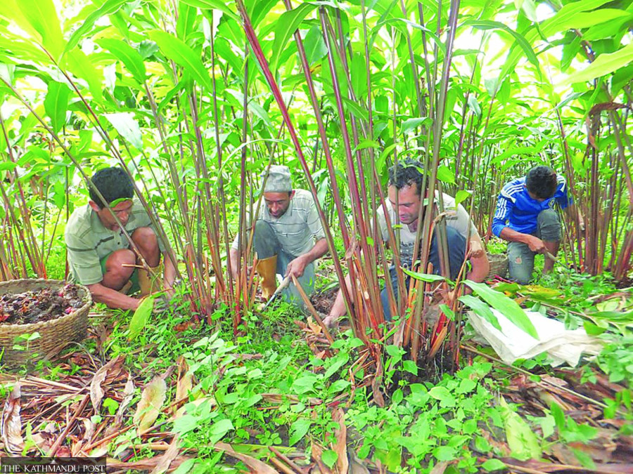 Large cardamom likely to see sharp fall in output