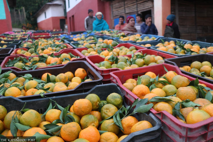 Bumper harvest elates orange farmers