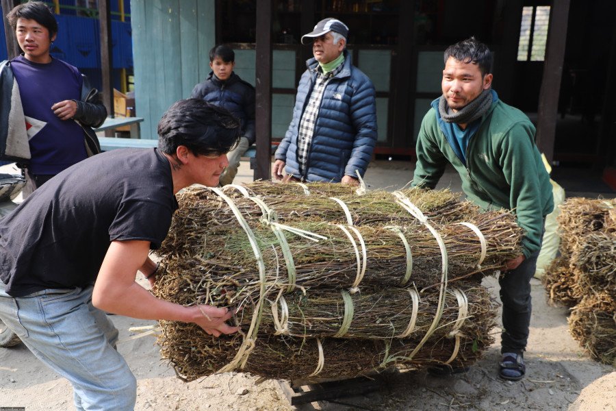 Chiraito herb hits all-time high of Rs1,000 per kg