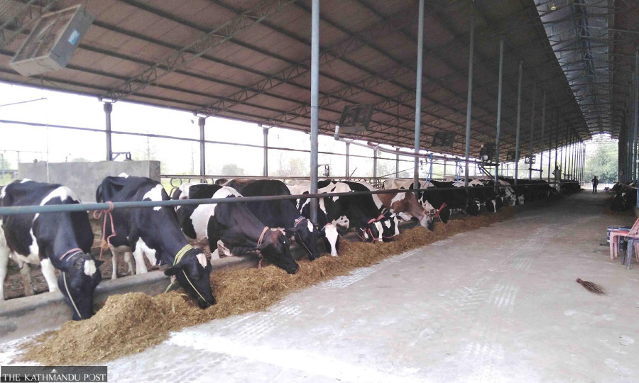 Israeli farm techniques add new twist to Kalash Dairy