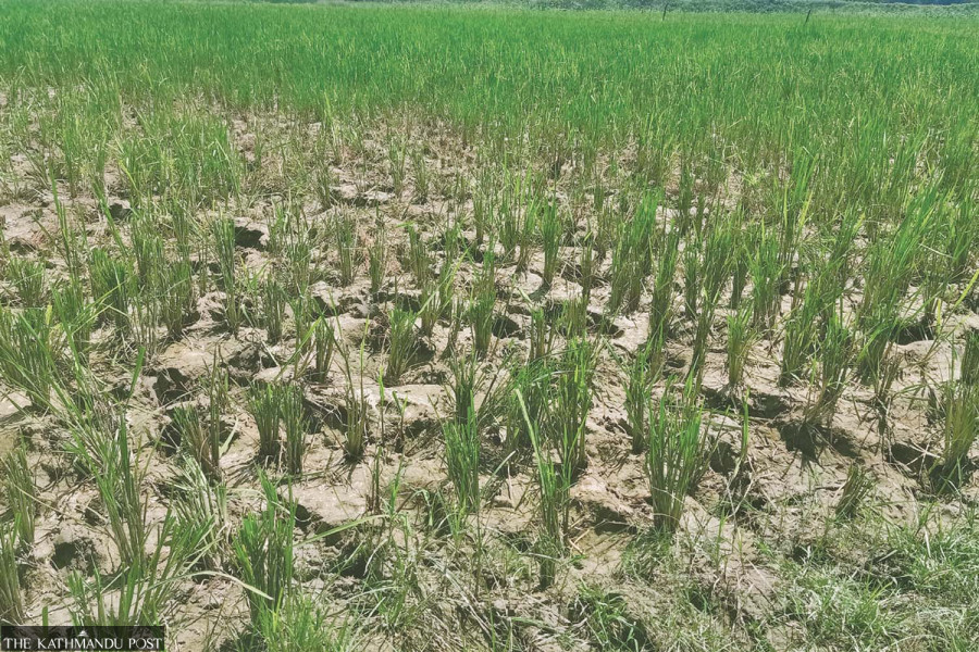 Farmers feel drought heat even before monsoon exit