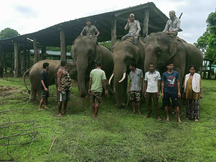 Mahouts take a hazardous job in their stride