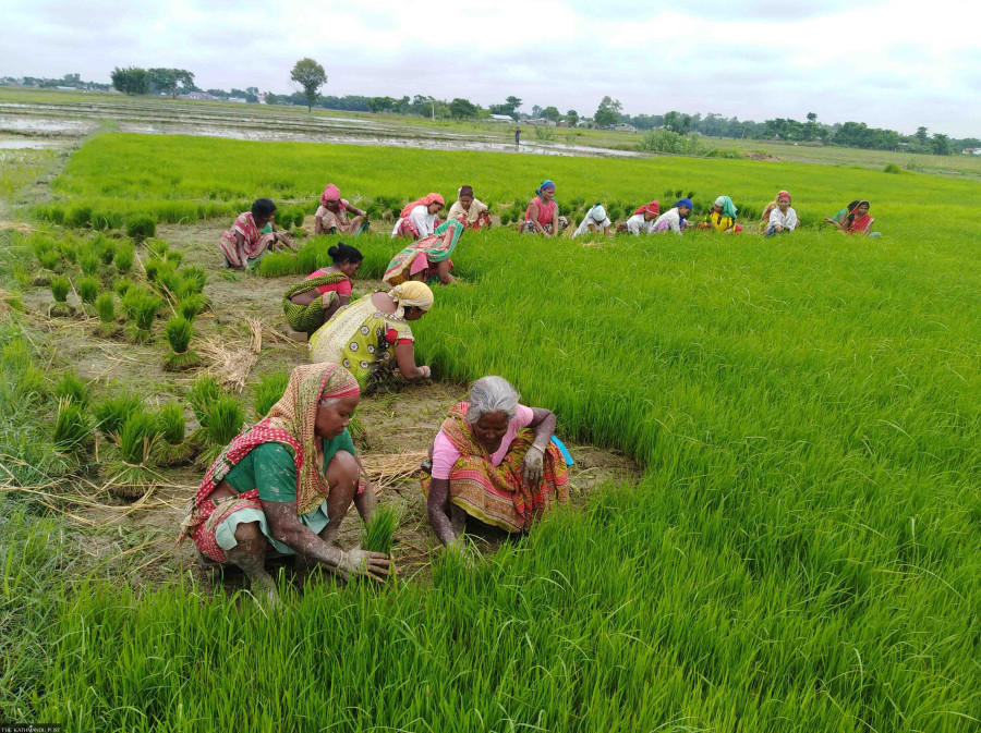 No chemical fertiliser shortage this paddy season, agriculture ministry says