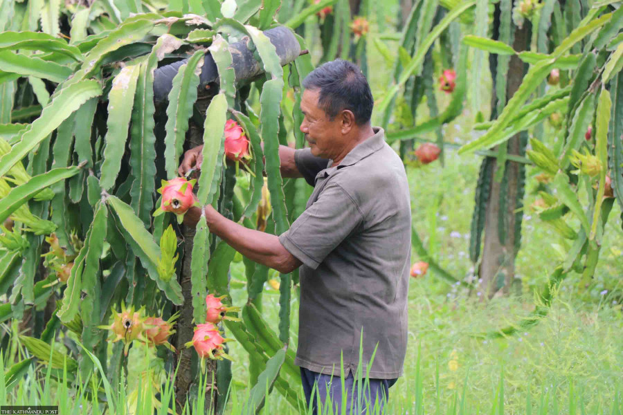 Palpa farmers reap windfall from dragon fruit farming