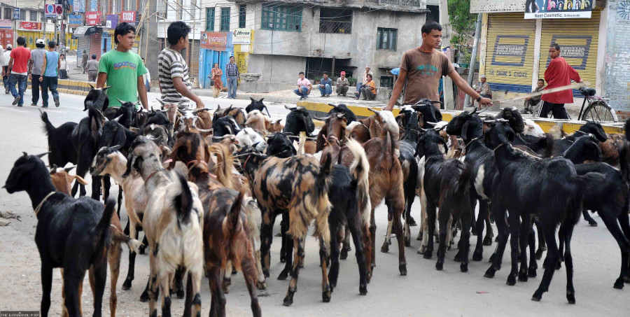 Dashain goat sales to stay at last year’s level