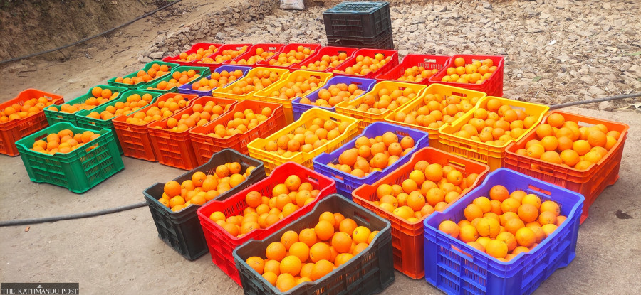 Sweet orange farmers' income increase with mini cold storage facilities