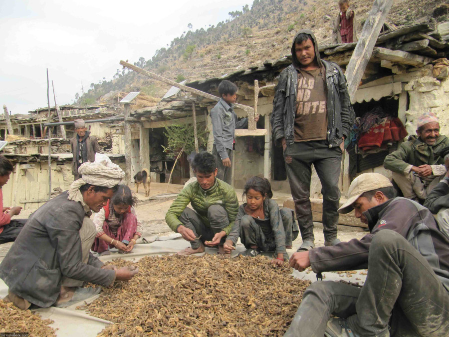 Decline in medicinal herbs output worries highlanders