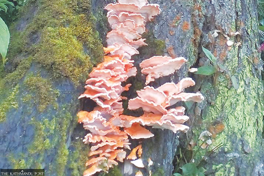 Myagdi villagers swarm into forests to pick red mushroom