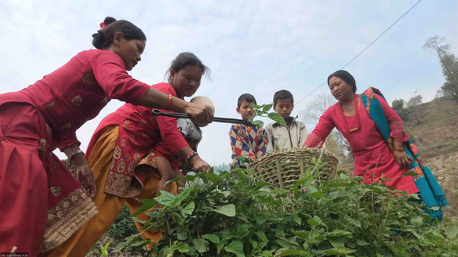 Dolakha farmers earn additional money selling nettle leaves