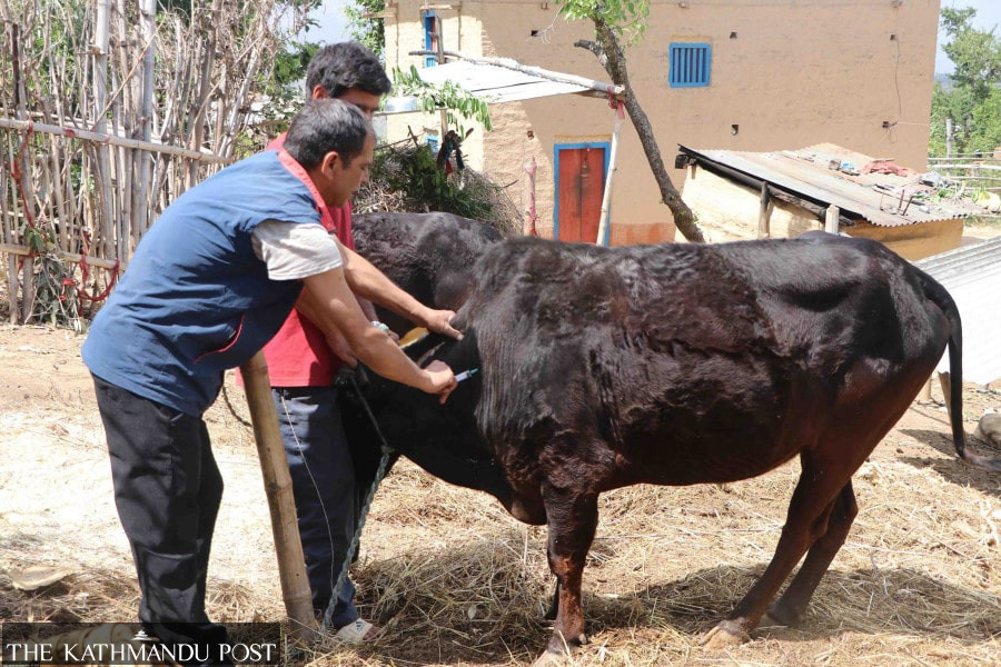 Fast-spreading cattle disease threatens food security