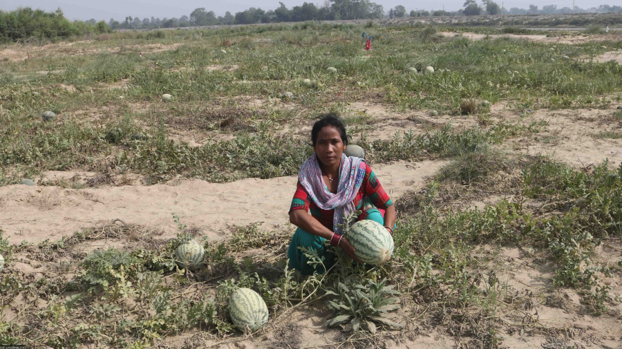 Farmers prosper by growing fruits on riverbanks