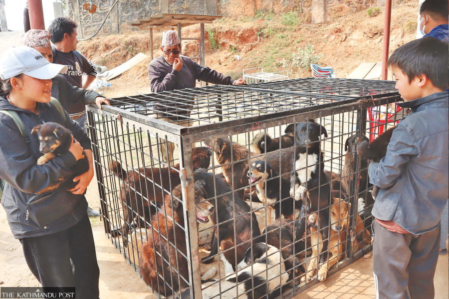 Human contraceptive jab Sangini found used in dogs for sterilisation
