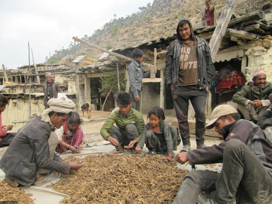 In Karnali highlands, harvesting medicinal herbs is the way of life and source of livelihood
