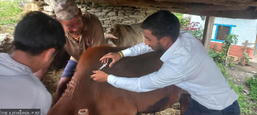 Vaccination against lumpy skin fails to pick up pace