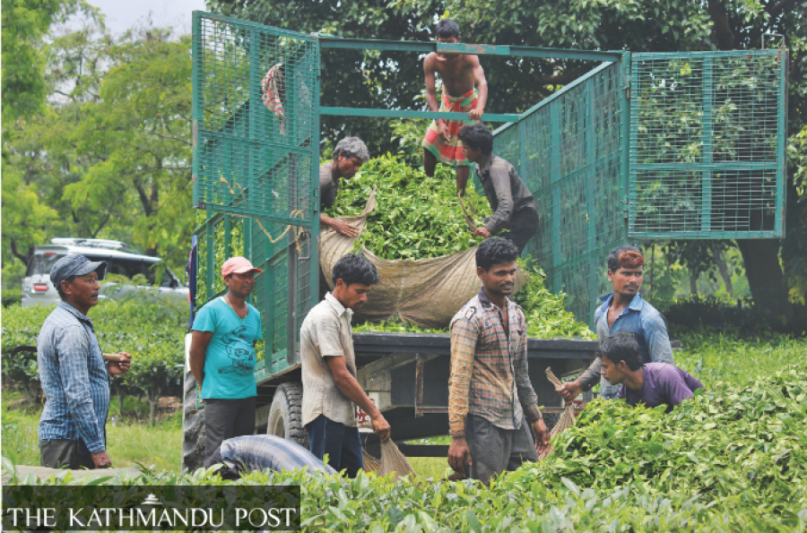 Carpet, yarn, textile and large cardamom lead export