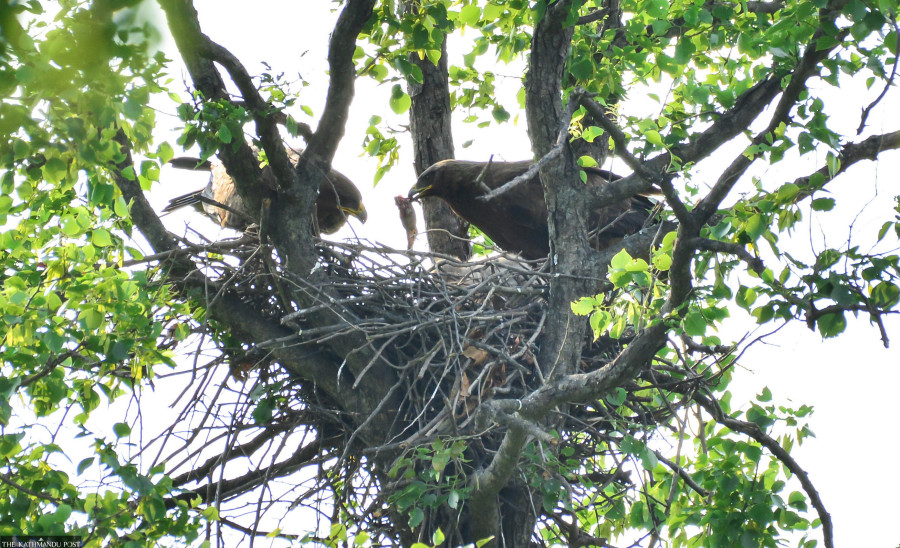 Falling raptor numbers more than an ecological scare for Nepal