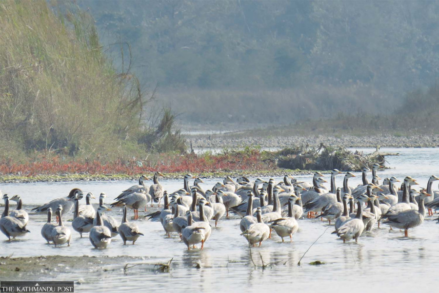 Number of migratory aquatic birds decreasing in Chitwan