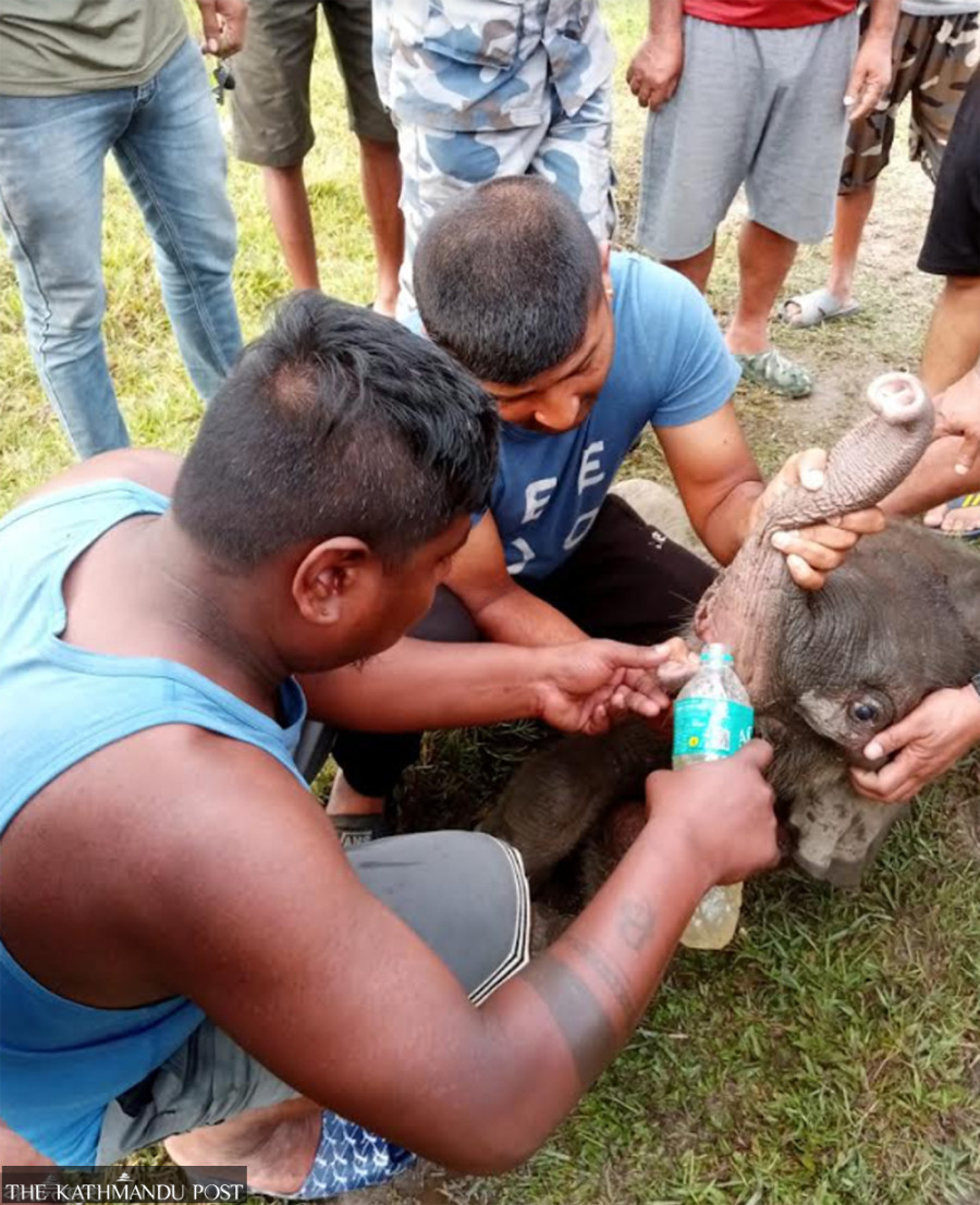 Bahundangi villagers rescue lost elephant calf after past cruelty