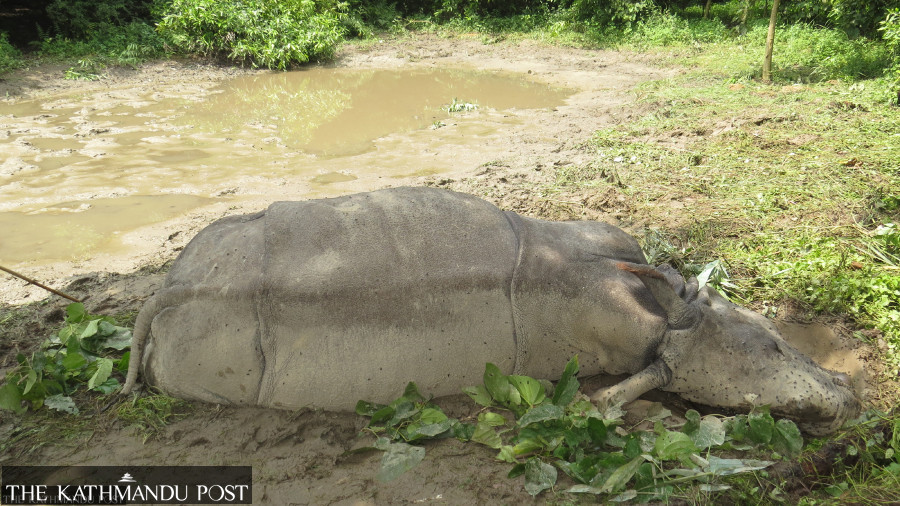 One Chitwan National Park rhino found dead