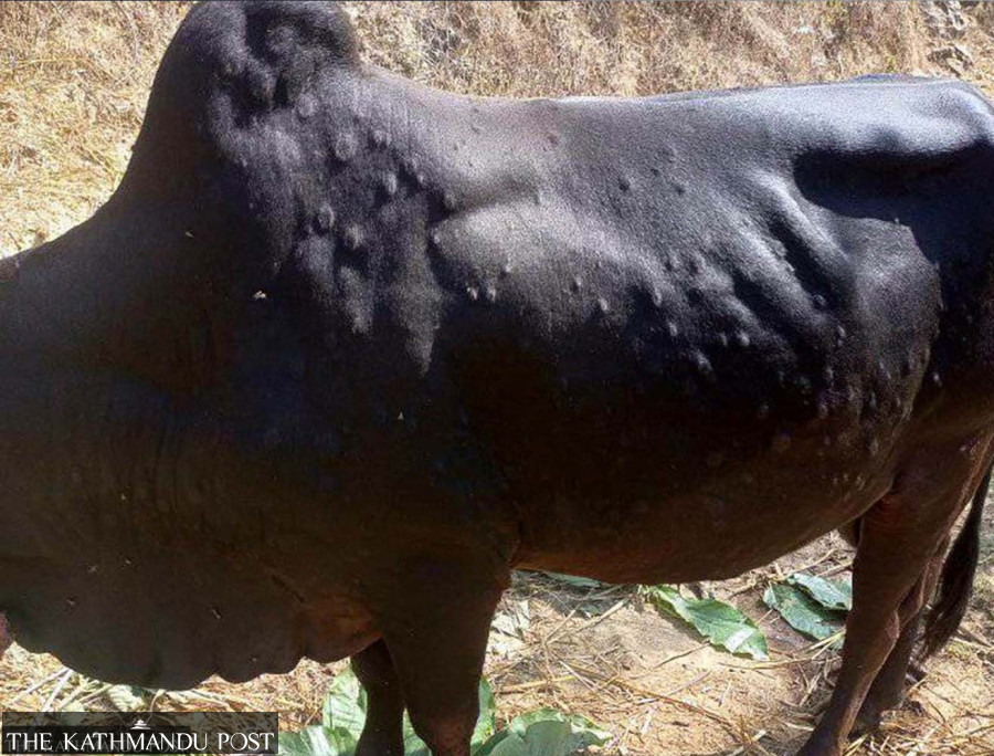 Lumpy skin disease kills 48,133 cattle