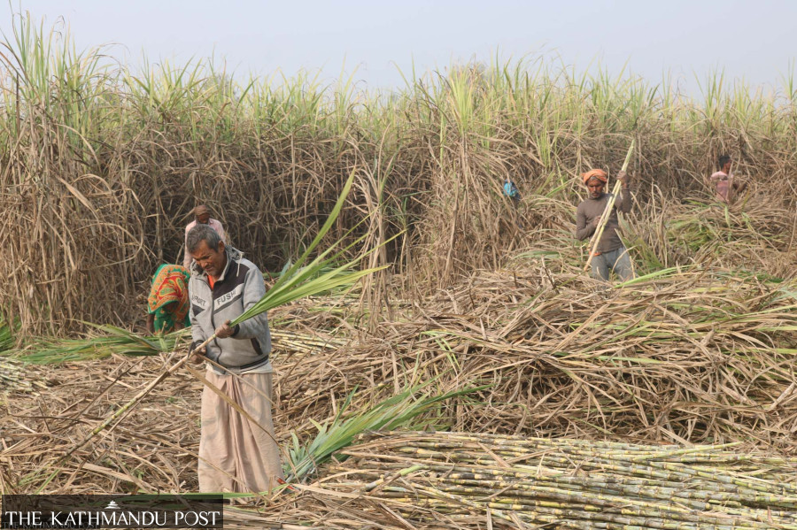 Government hikes sugarcane price by Rs25 to Rs635 per quintal