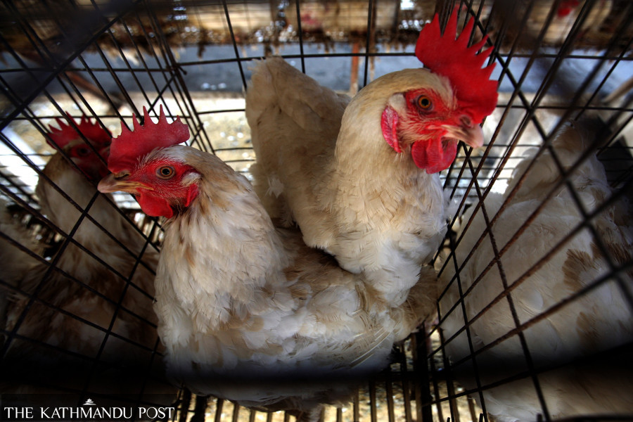 Four days since bird flu detection, authorities yet to jump into action