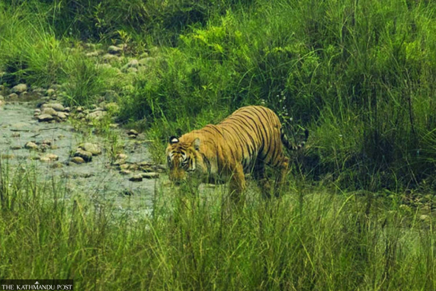 Nepal becomes founding member of International Big Cats Alliance