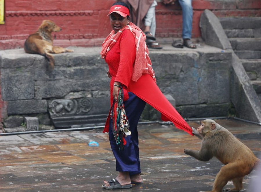Alarming rise in monkey bites