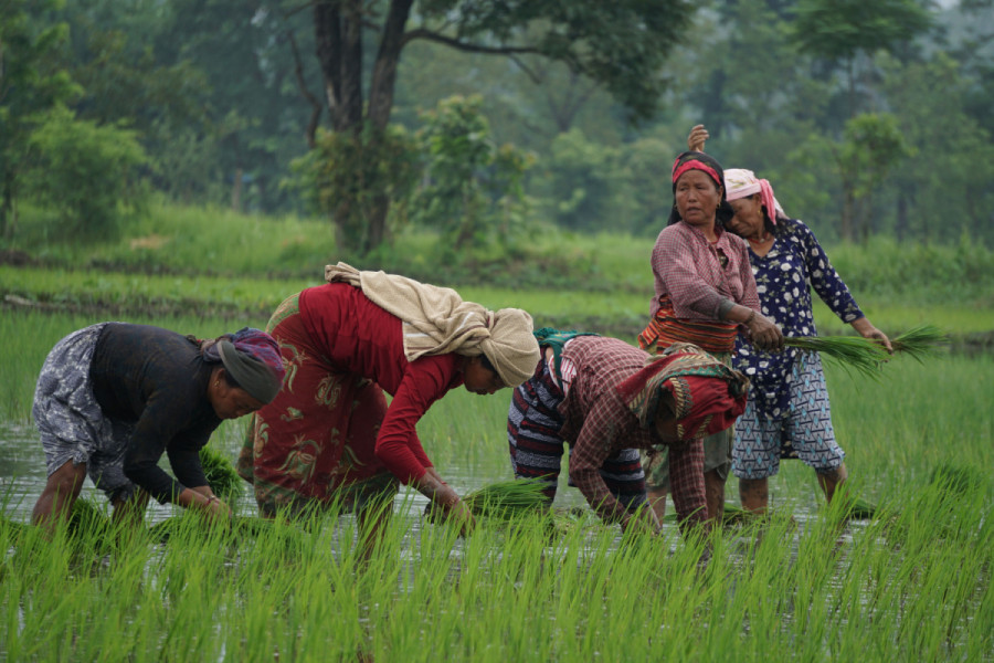 Reviving Nepal's agriculture