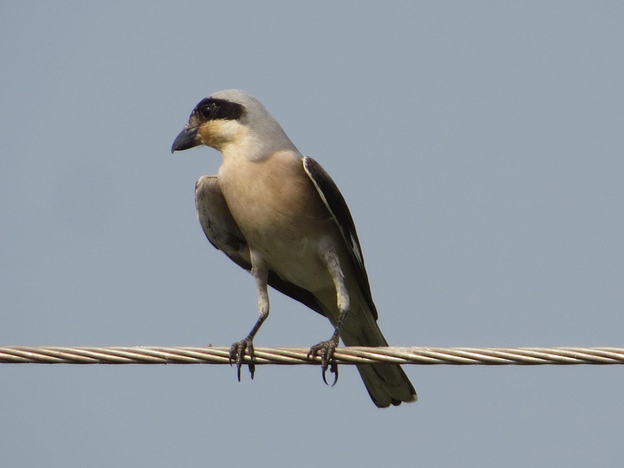 New bird species recorded in Shuklaphanta National Park