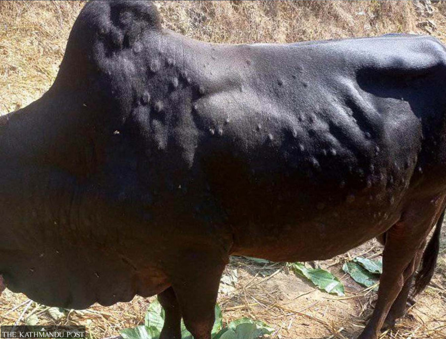 Contagious cattle disease spreads in hill districts