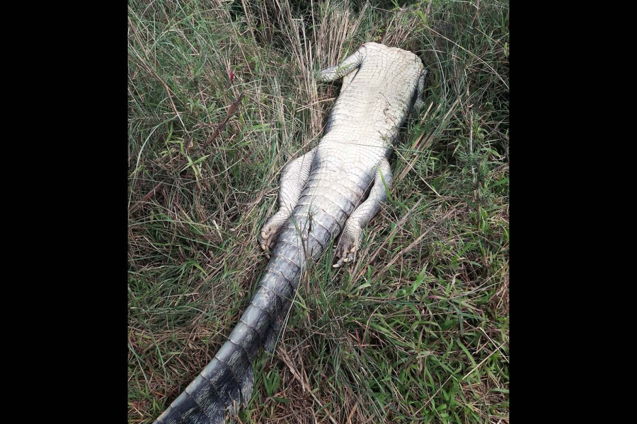 Tiger mauls gharial to death in Chitwan