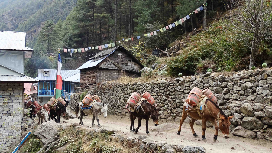 Half of Nepali households still burn firewood to cook food