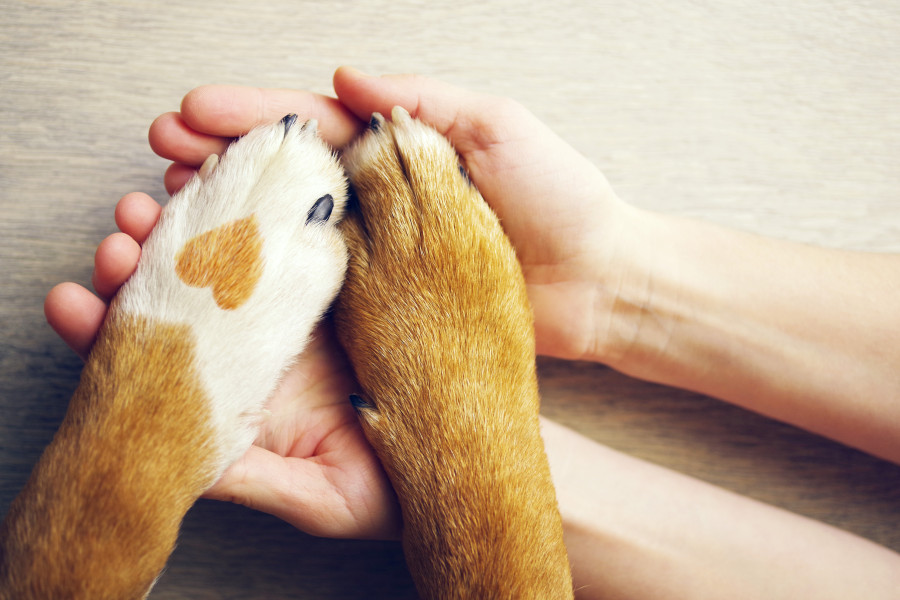 How pets can improve our mental health