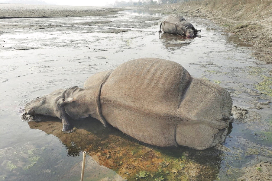 Electrocution new security threat in rhino conservation