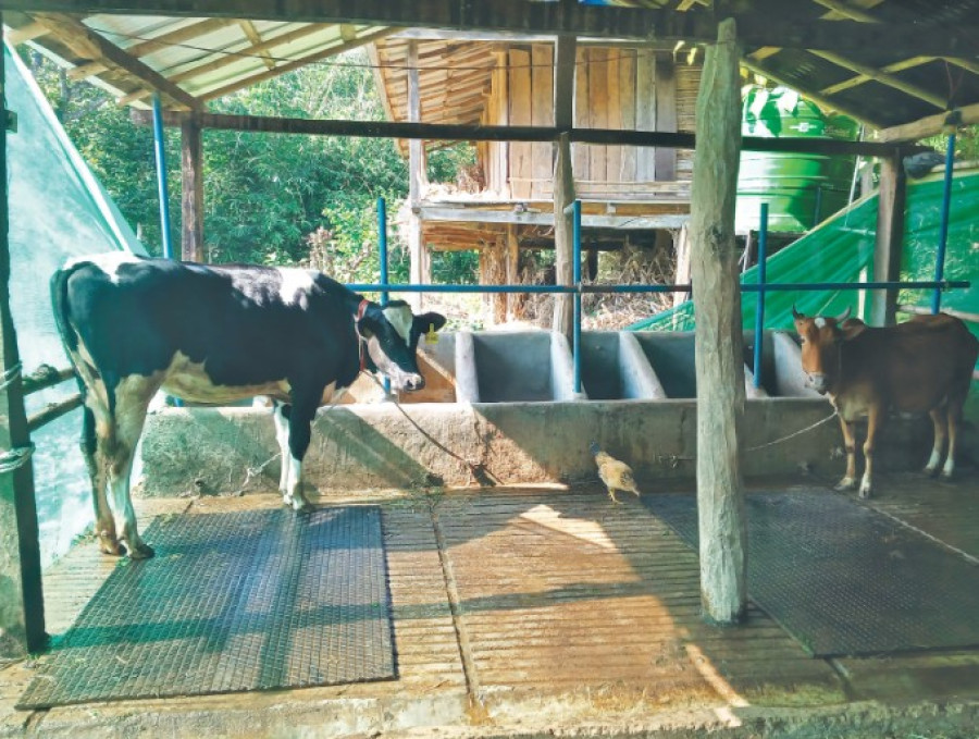 Nepal’s first Holstein calf expected to be born in Feb