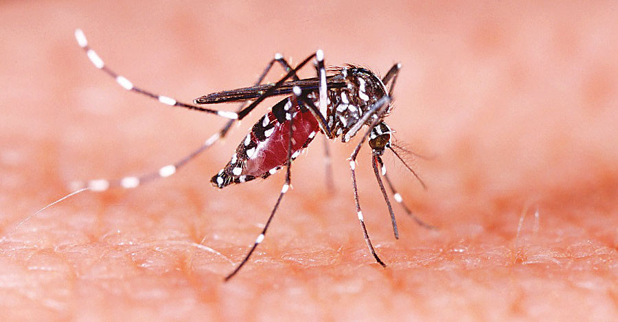 Nearly 300 people infected with dengue in December