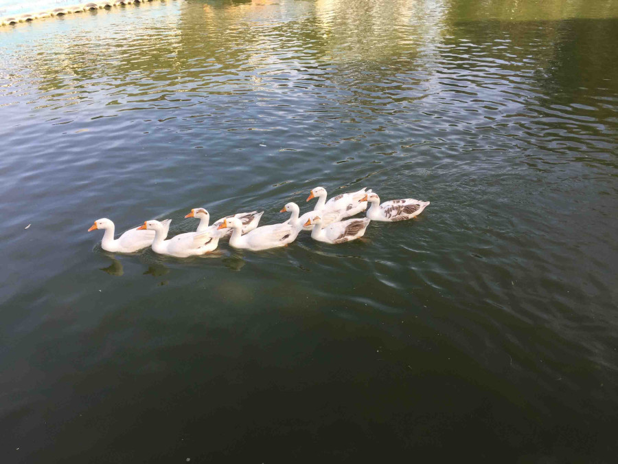 Mugu locals shift to duck farming