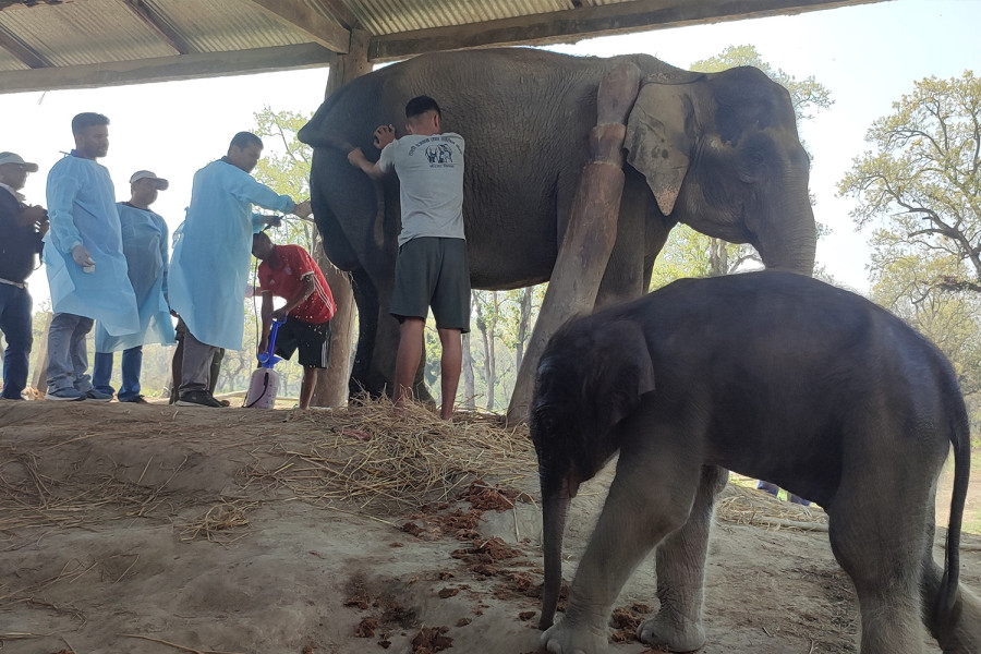 Elephant calf born by C-section