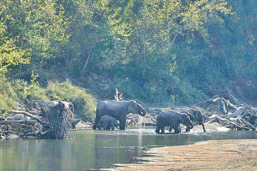 Bardiya marks World Elephant Day amid growing human-wildlife conflict