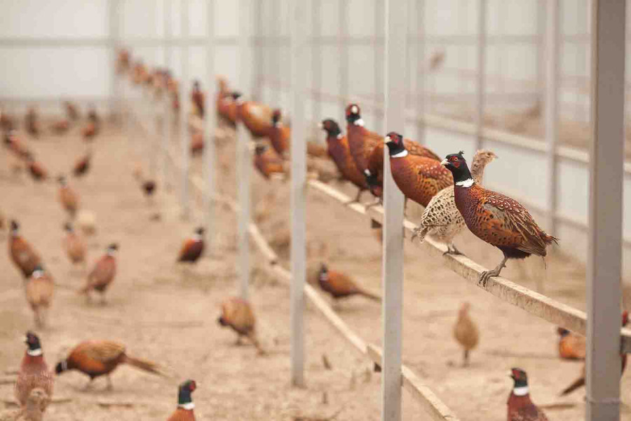 Pheasant farms thrive in western Nepal on rising demand