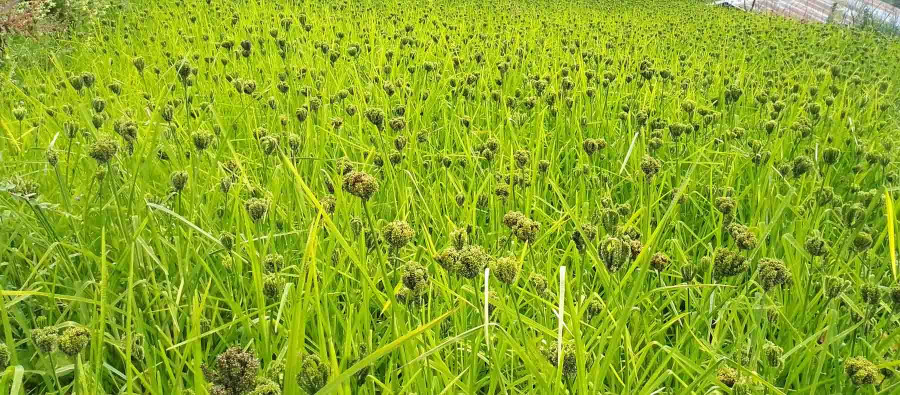 Local government launches subsidy scheme to boost millet output