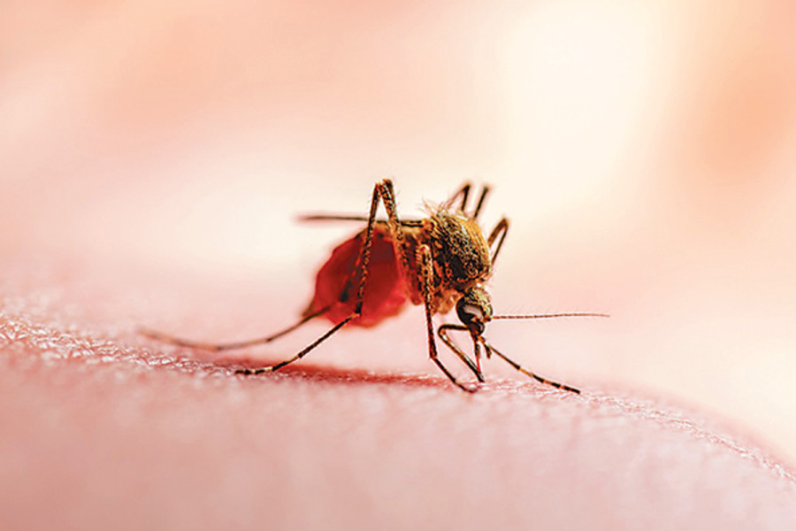Malaria end in doubt with 7 local cases
