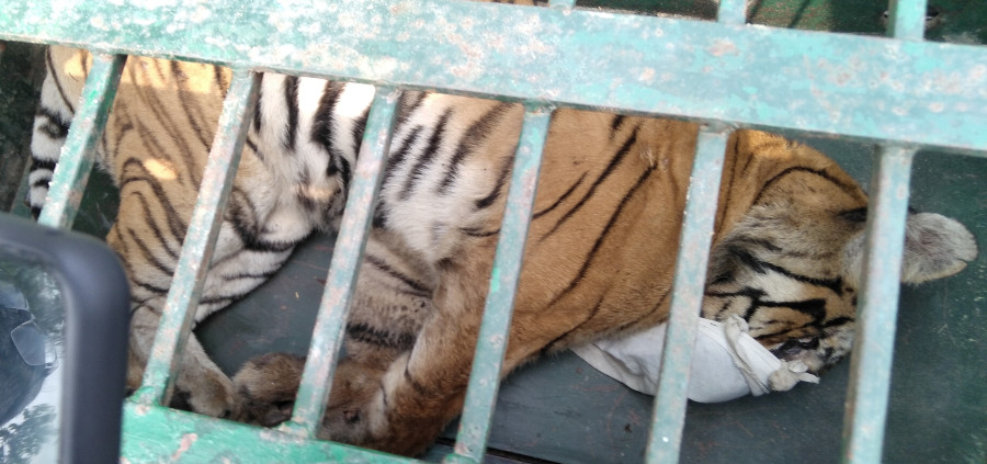 Parsa National Park facing difficulties in captive tigers’ upkeep