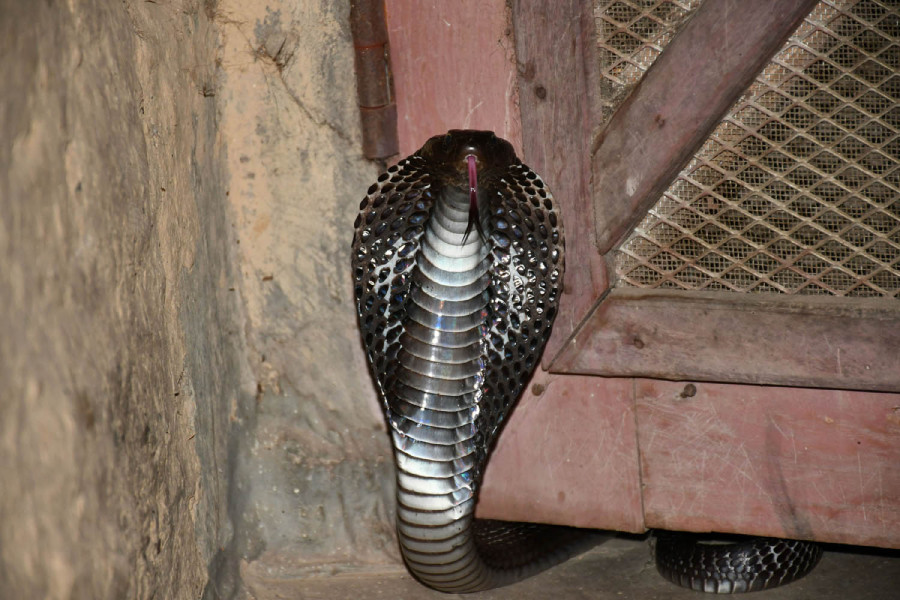 Snakebite: Why the lethal touch is a growing challenge