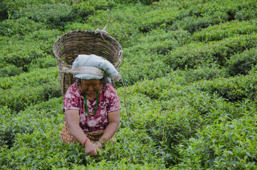Small tea growers criticise electricity demand charges