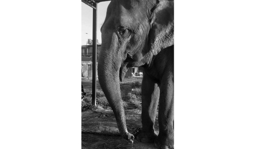 Unidentified persons chop off elephant’s trunk in Sauraha